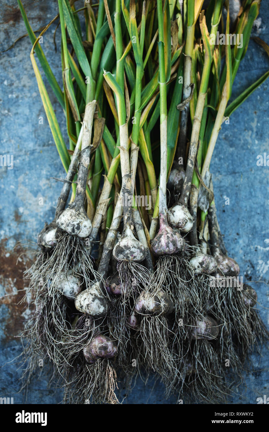 Garlic with roots Stock Photo - Alamy