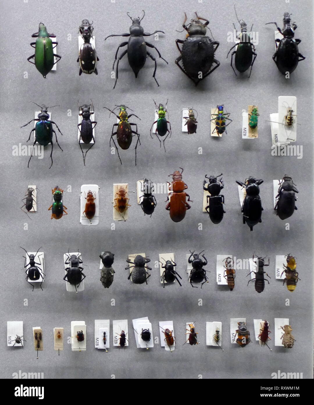 Variety of preserved beetles. Beetles are a group of insects that form