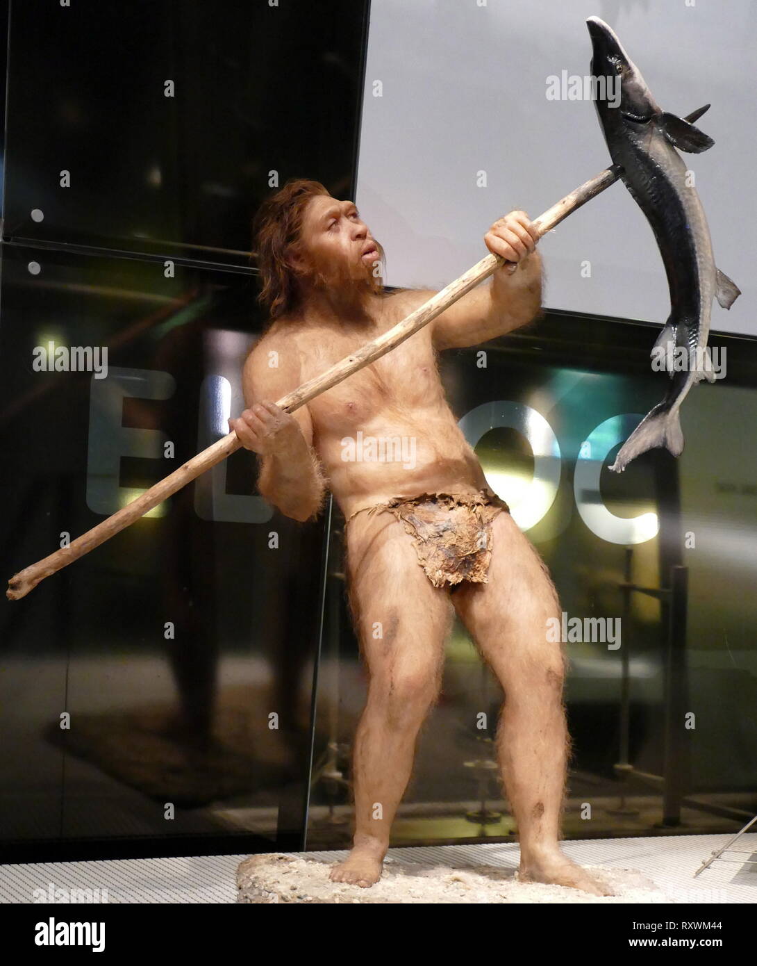HOMO NEANDERTHALENSIS, The Neanderthals lived in Europe and the Near East between 200,000 and 30,000 years ago. They were a species similar to ours, though we are not directly related to them. They grew to almost 170 cm tall and were extremely strong. Their cranial capacity was some 7,500 cm3, more than ours, which is 7,350 cm3, though this does not mean they were more intelligent than us. Their braincases were long and flat, and their noses and mouths projected forwards. Sapiens and Neanderthals occupied the same territory until the Neanderthals eventually became extinct. Sculpture by Elisabe Stock Photo