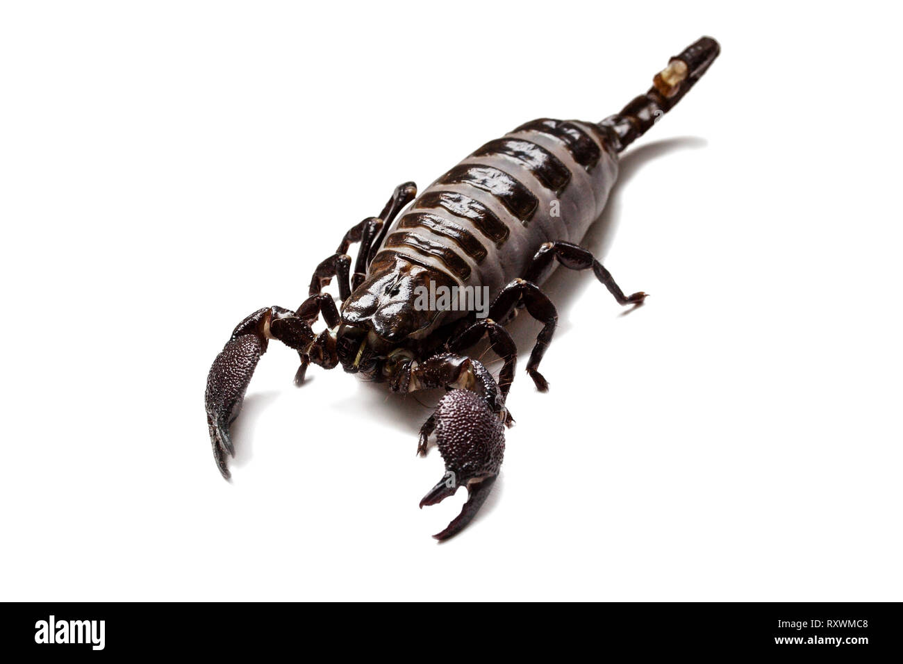 Thick scorpion on a white background Stock Photo