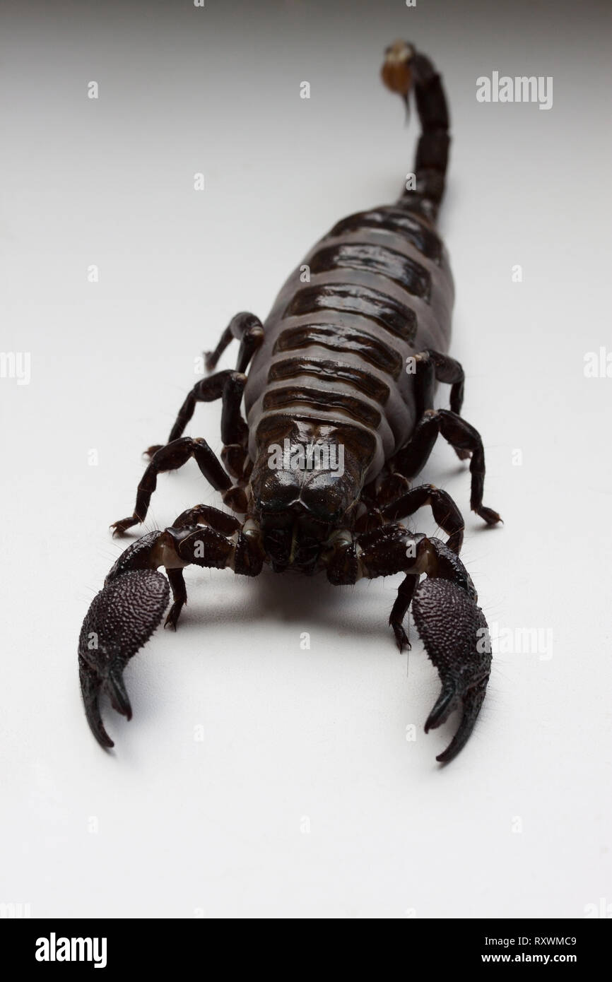 Thick scorpion on a white Stock Photo