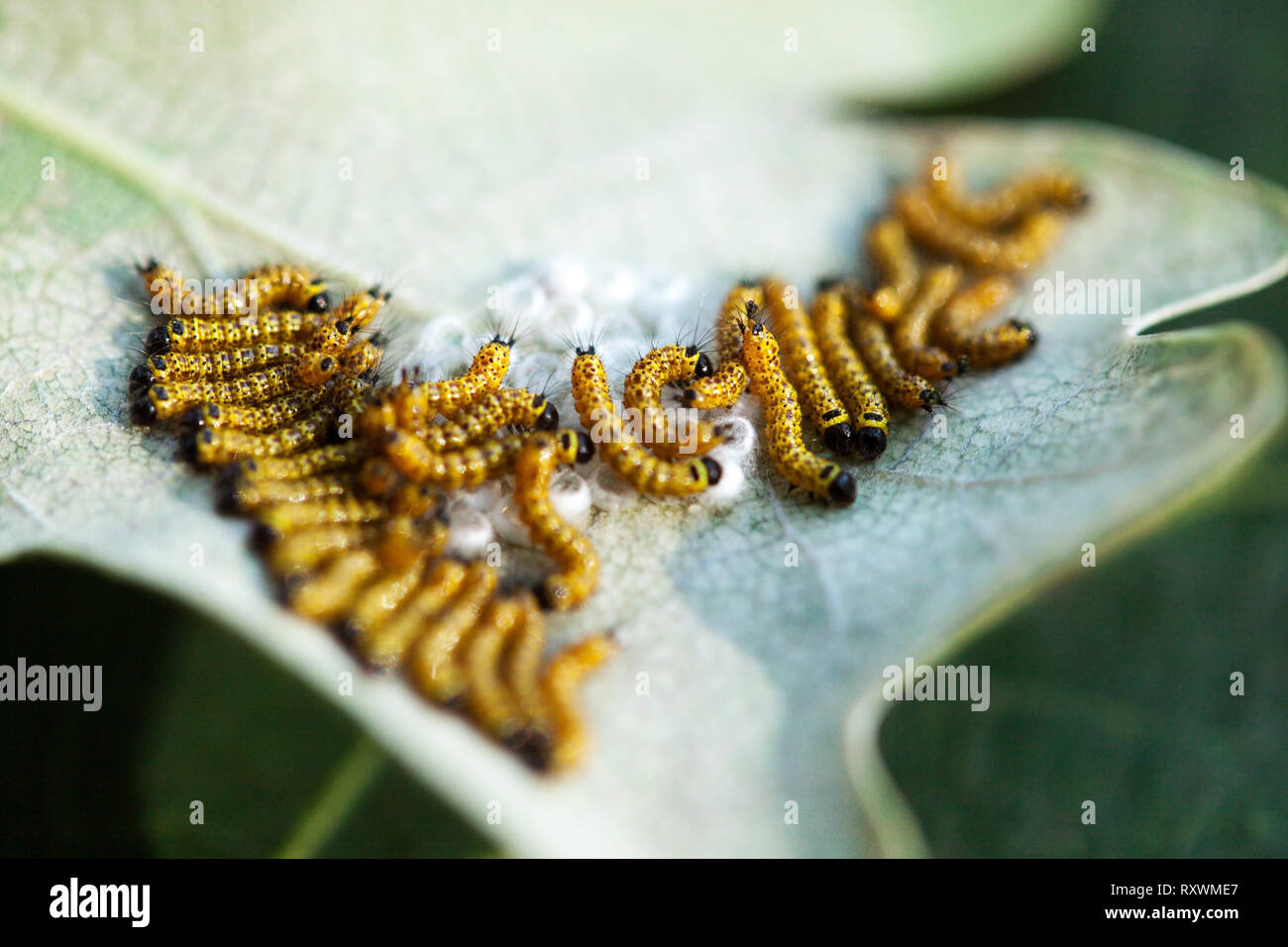 On the leaf hatched caterpillars Stock Photo