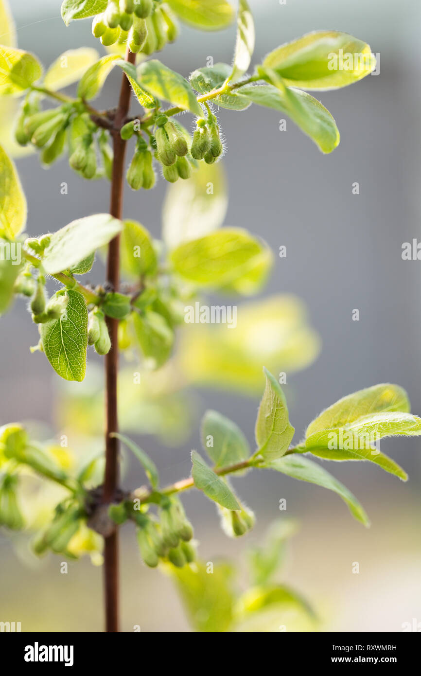 flowering of edible honeysuckle Stock Photo Alamy
