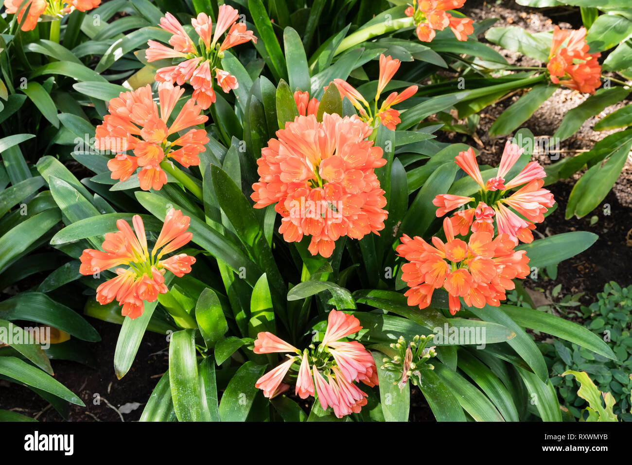 Flowers of Clivia miniata (bush lily, Natal lily) native to South Africa. Stock Photo