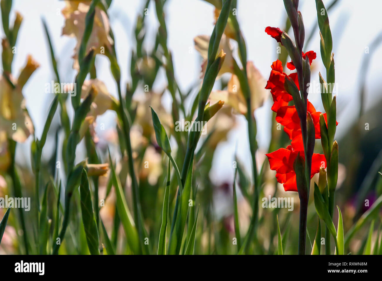 Red and gentle pink gladiolus flowers blooming in beautiful garden ...