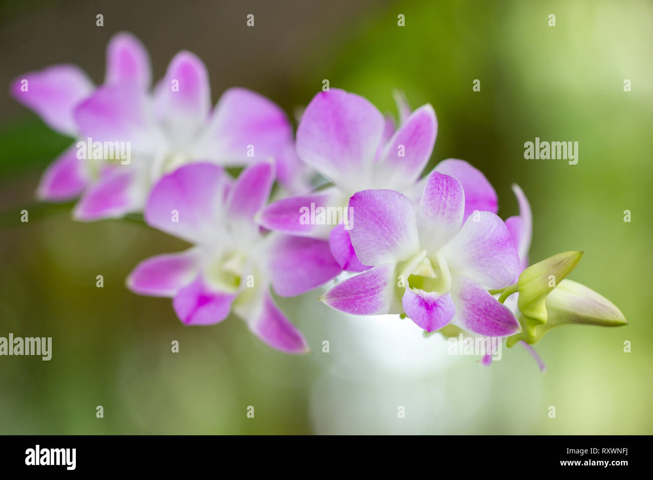 Close up pink orchid named Aerides Multiflora Roxb in the morning at the park. Stock Photo