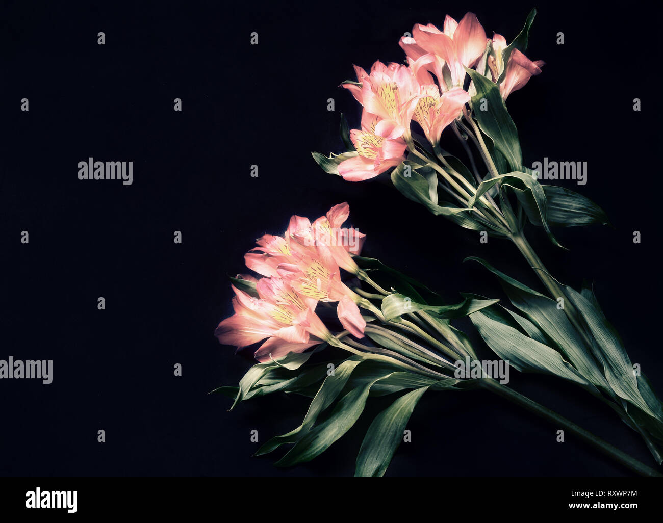 Two Amaryllis flowers on a dark background. Stock Photo