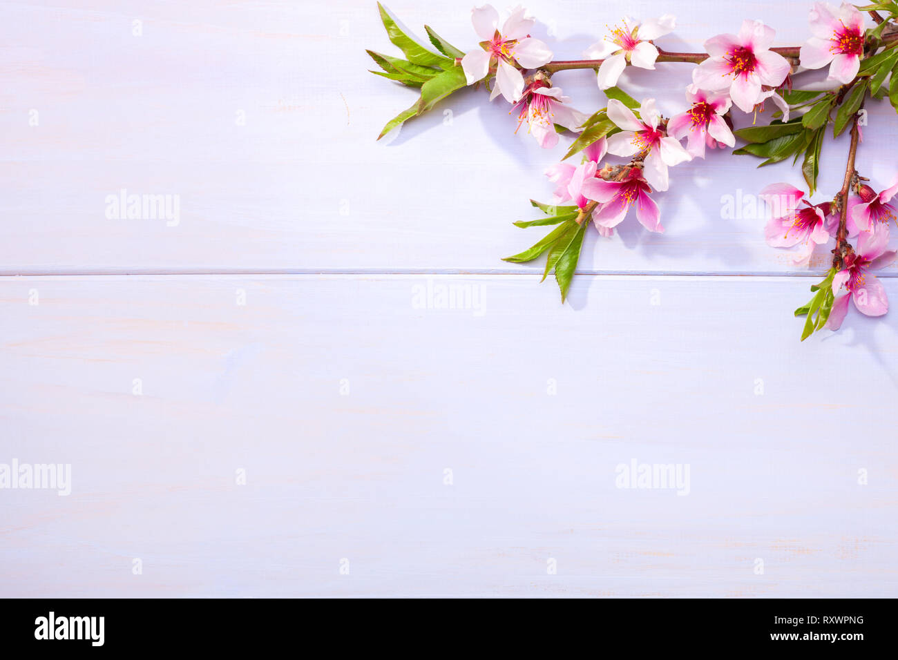 Flowering branches of Almond on a light lilac wooden table. Stock Photo