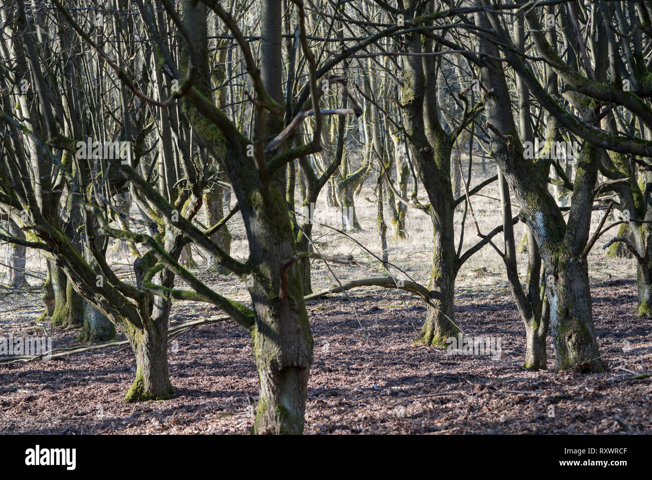 Burial customs hires stock photography and images Alamy