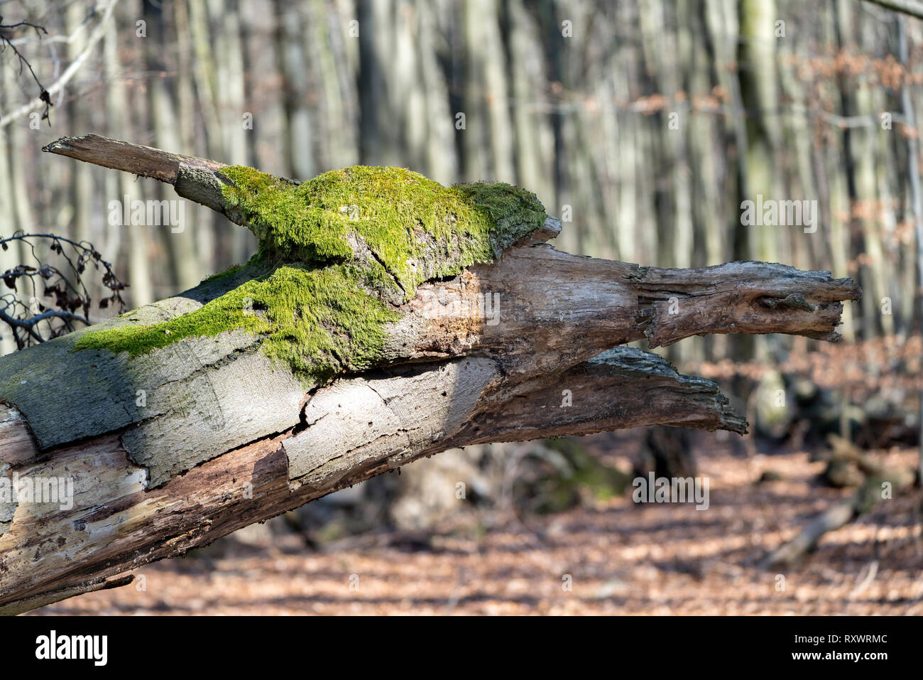 Tree face, looks like a dragon, Primeval forest Urwald Sababurg, Hofgeismar, Weser Uplands, Weserbergland, Hesse, Germany Stock Photo