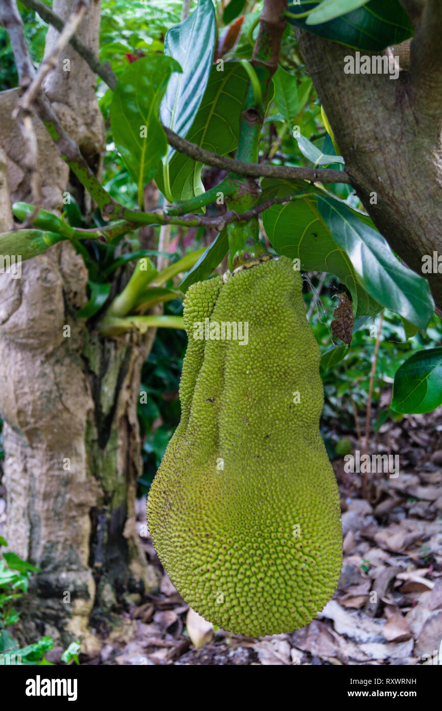Jack fruit tree artocarpus heterophyllus Stock Photo Alamy