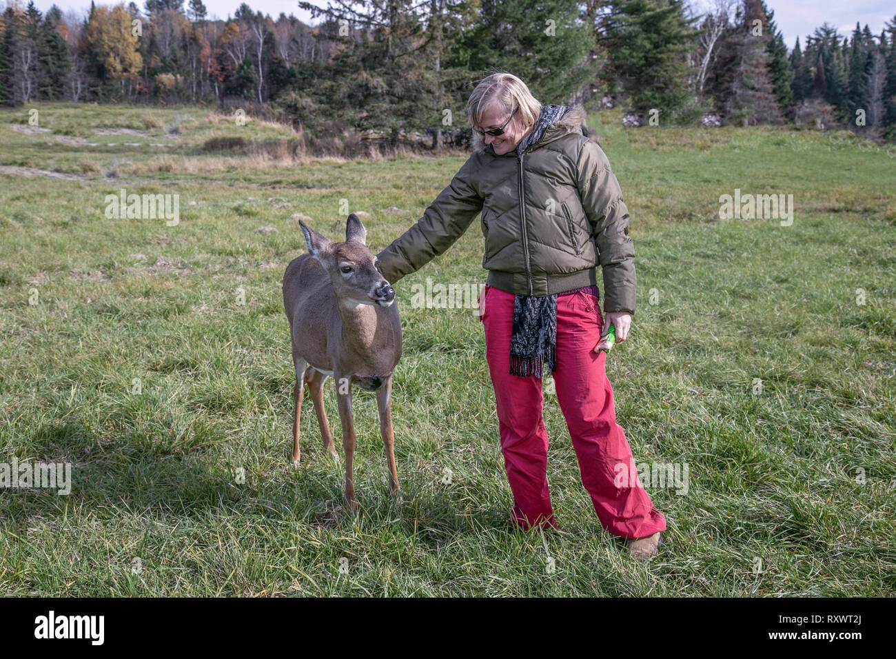 Young woman with a deer in omega park, Quebec, Canada Stock Photo
