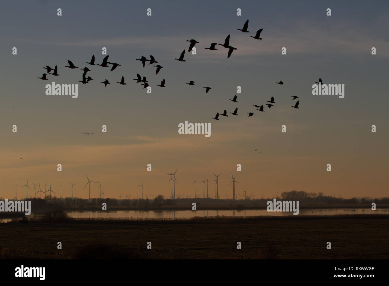 Wind farm in evening light with lake and flying geese in the foreground. East Frisia, Lower Saxony. Germany. Stock Photo