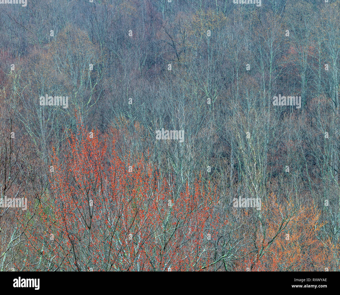 First Spring Buds, Great Smoky Mountains National Park,Tennessee Stock
