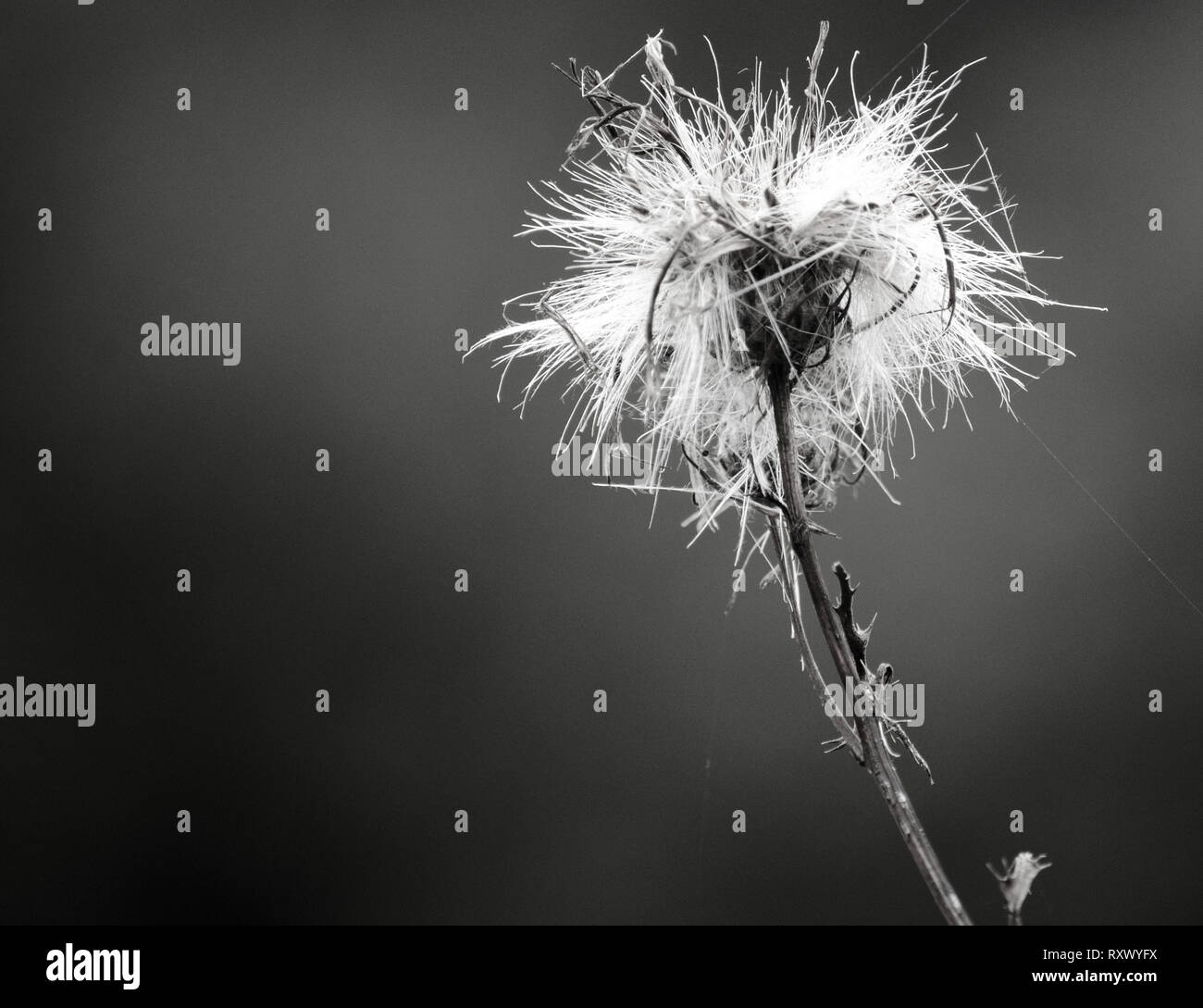 Black & White Wild Flower Stock Photo - Alamy