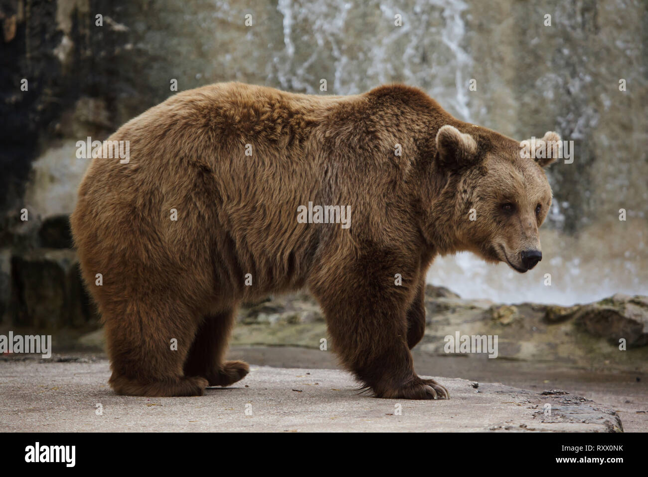 Brown bear (Ursus arctos) at Lisbon Zoo (Jardim Zoológico de Lisboa) in Lisbon, Portugal. Stock Photo