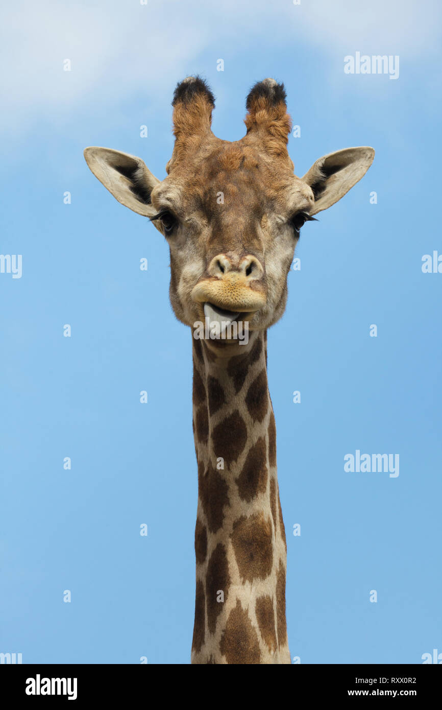 Angolan giraffe (Giraffa camelopardalis angolensis), also known as Namibian giraffe. Stock Photo