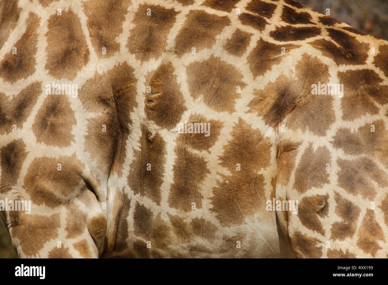 Angolan giraffe (Giraffa camelopardalis angolensis), also known as Namibian giraffe. Skin texture. Stock Photo