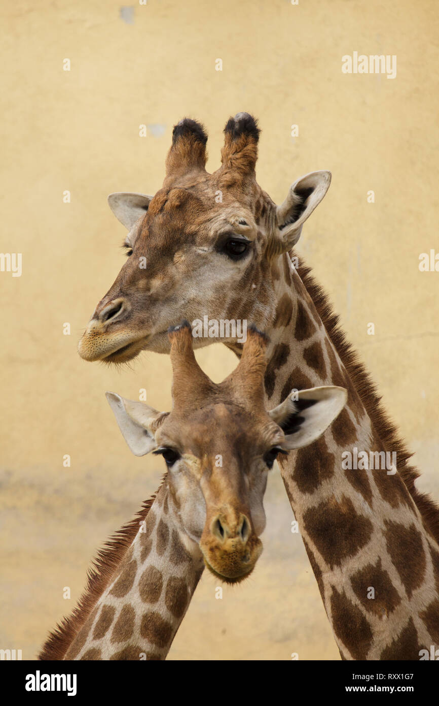 Angolan giraffe (Giraffa camelopardalis angolensis), also known as Namibian giraffe. Stock Photo