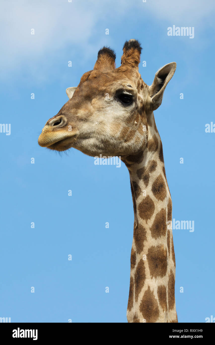 Angolan giraffe (Giraffa camelopardalis angolensis), also known as Namibian giraffe. Stock Photo