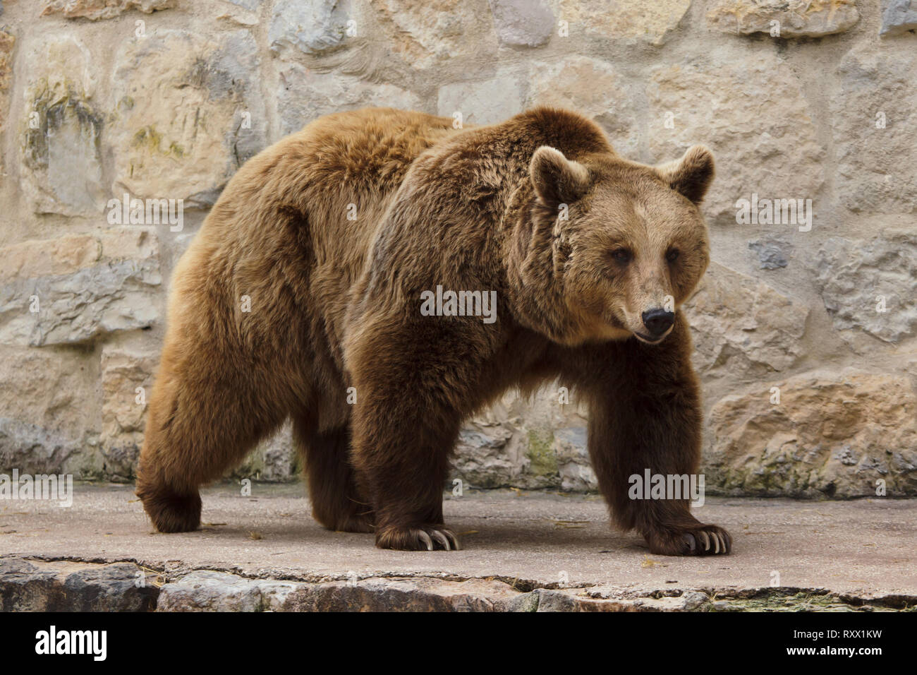 Brown bear (Ursus arctos) at Lisbon Zoo (Jardim Zoológico de Lisboa) in Lisbon, Portugal. Stock Photo