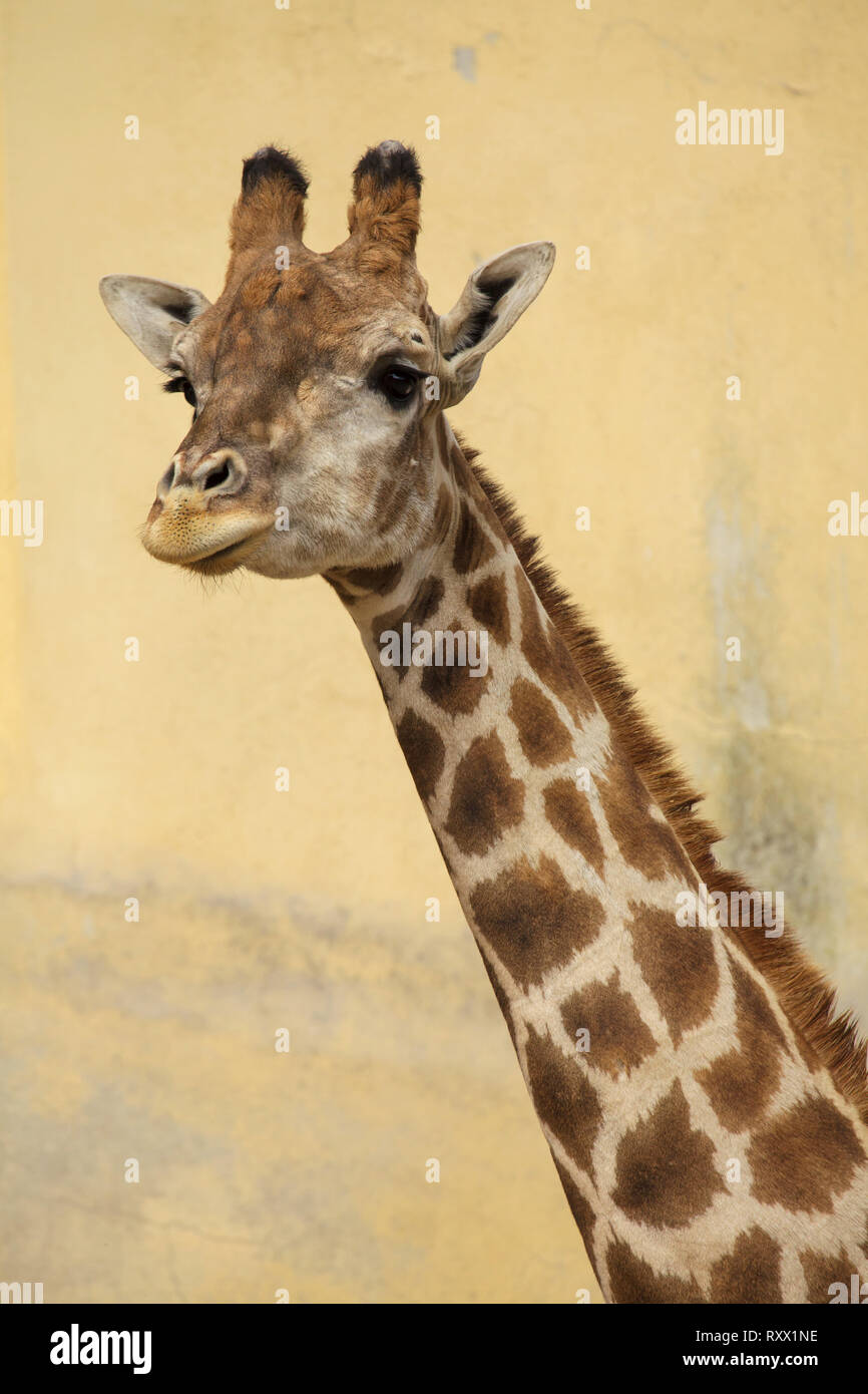 Angolan giraffe (Giraffa camelopardalis angolensis), also known as Namibian giraffe. Stock Photo