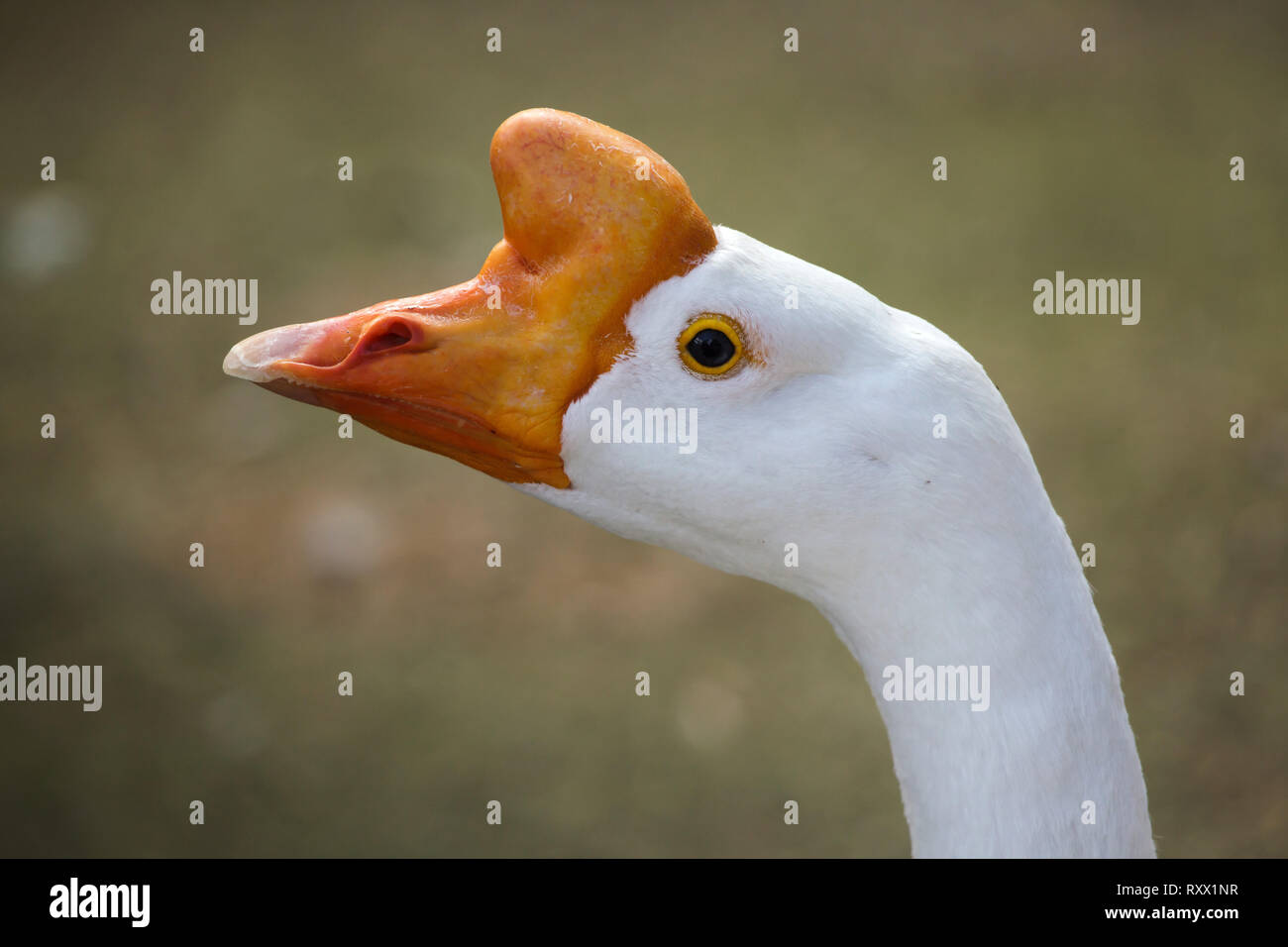 Domestic goose (Anser cygnoides domesticus). Stock Photo