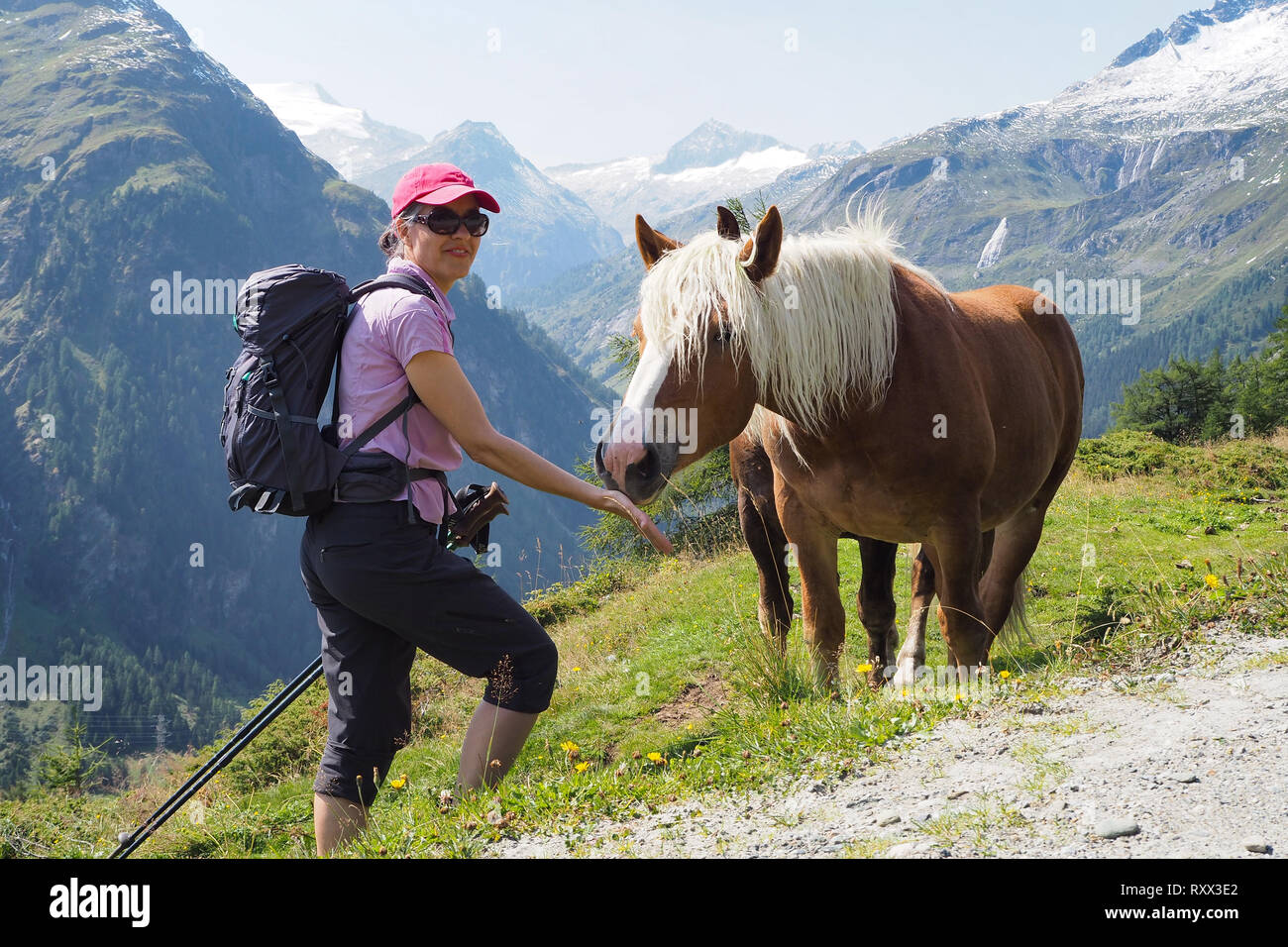 female hiker meets Haflinger horse up in the alps of Hohe Tauern ...