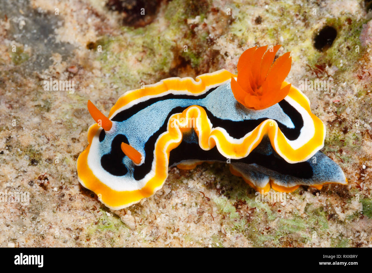 Nudibranch, Chromodoris annae. Uepi, Solomon Islands. Solomon Sea, Pacific Ocean Stock Photo