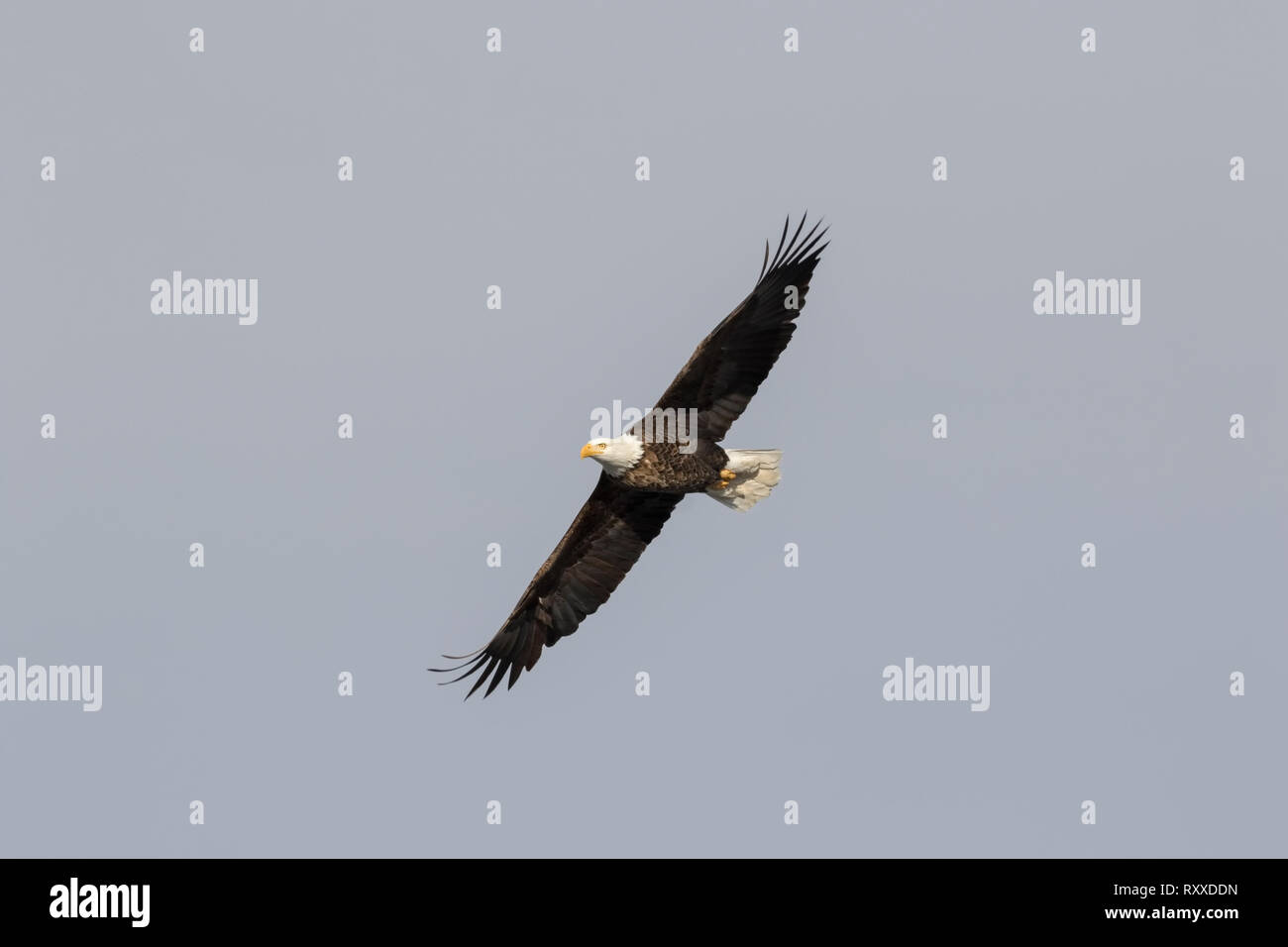 Bald eagle in the blue sky with spread wings Stock Photo - Alamy