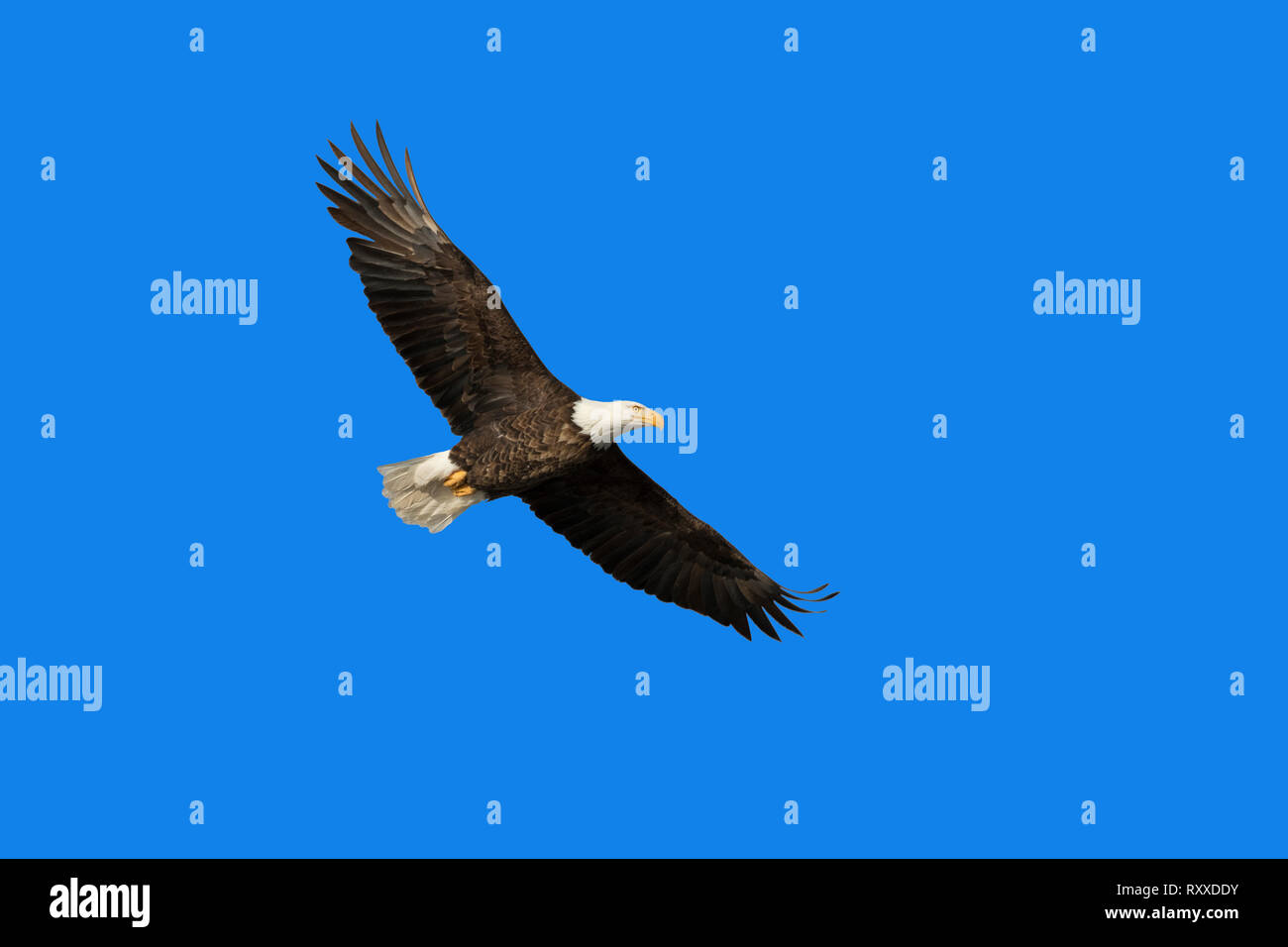 Bald eagle in the blue sky with spread wings Stock Photo - Alamy