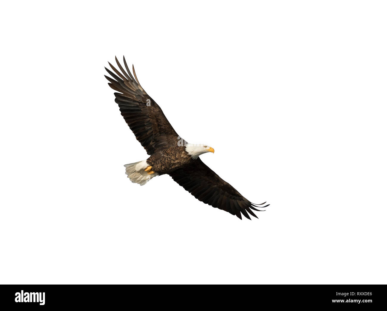 Flying bald eagle isolated on white background Stock Photo