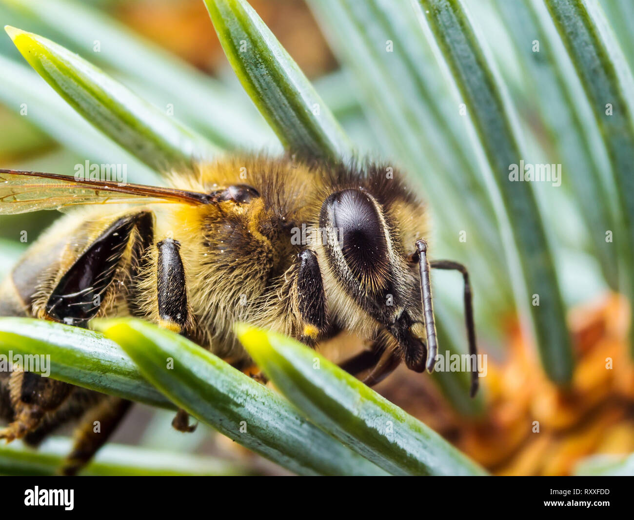 Honey Bee Insect on Fir Tree Stock Photo