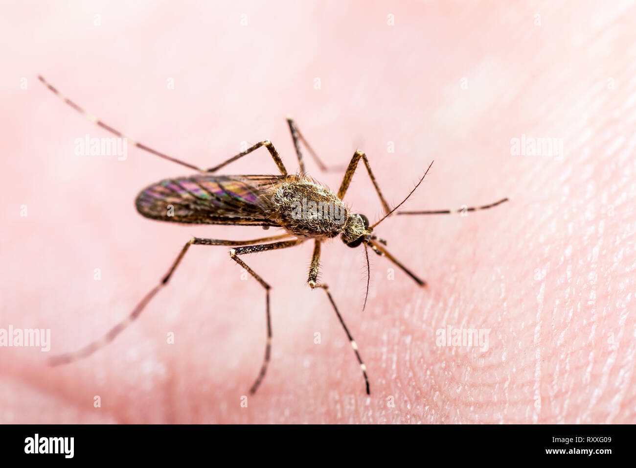 Encephalitis, Yellow Fever, Malaria Disease or Zika Virus Infected