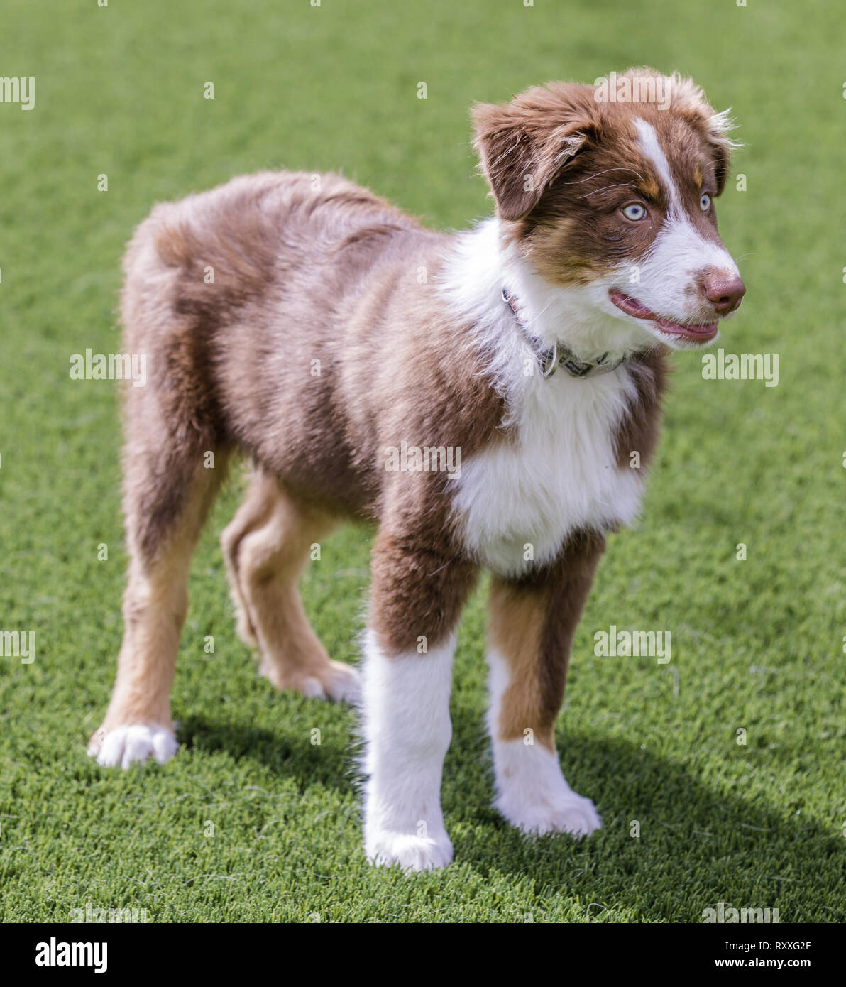 Red Tri Australian Shepherd Puppy Stock Photo - Alamy