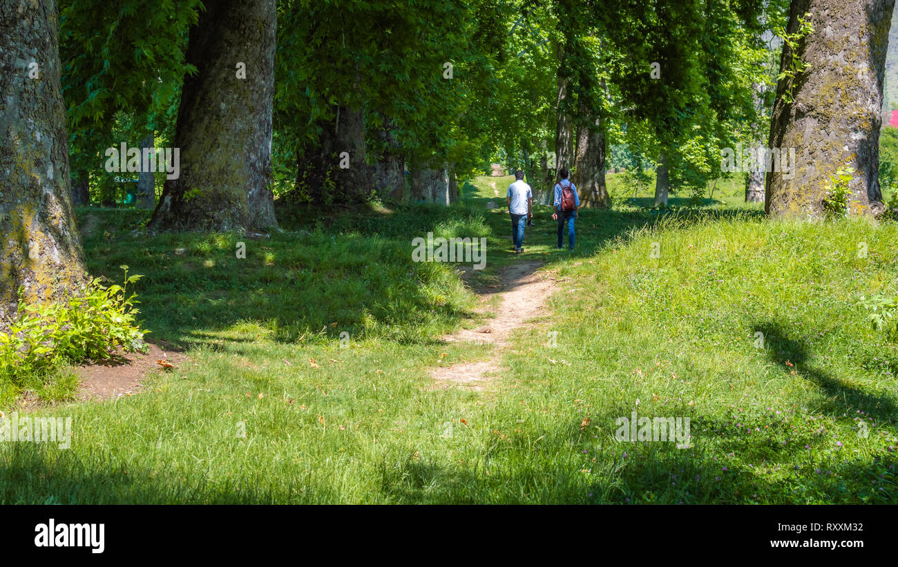 People walking thorugh a Maple Tree Chinar Tree forest in Kashmir Stock Photo