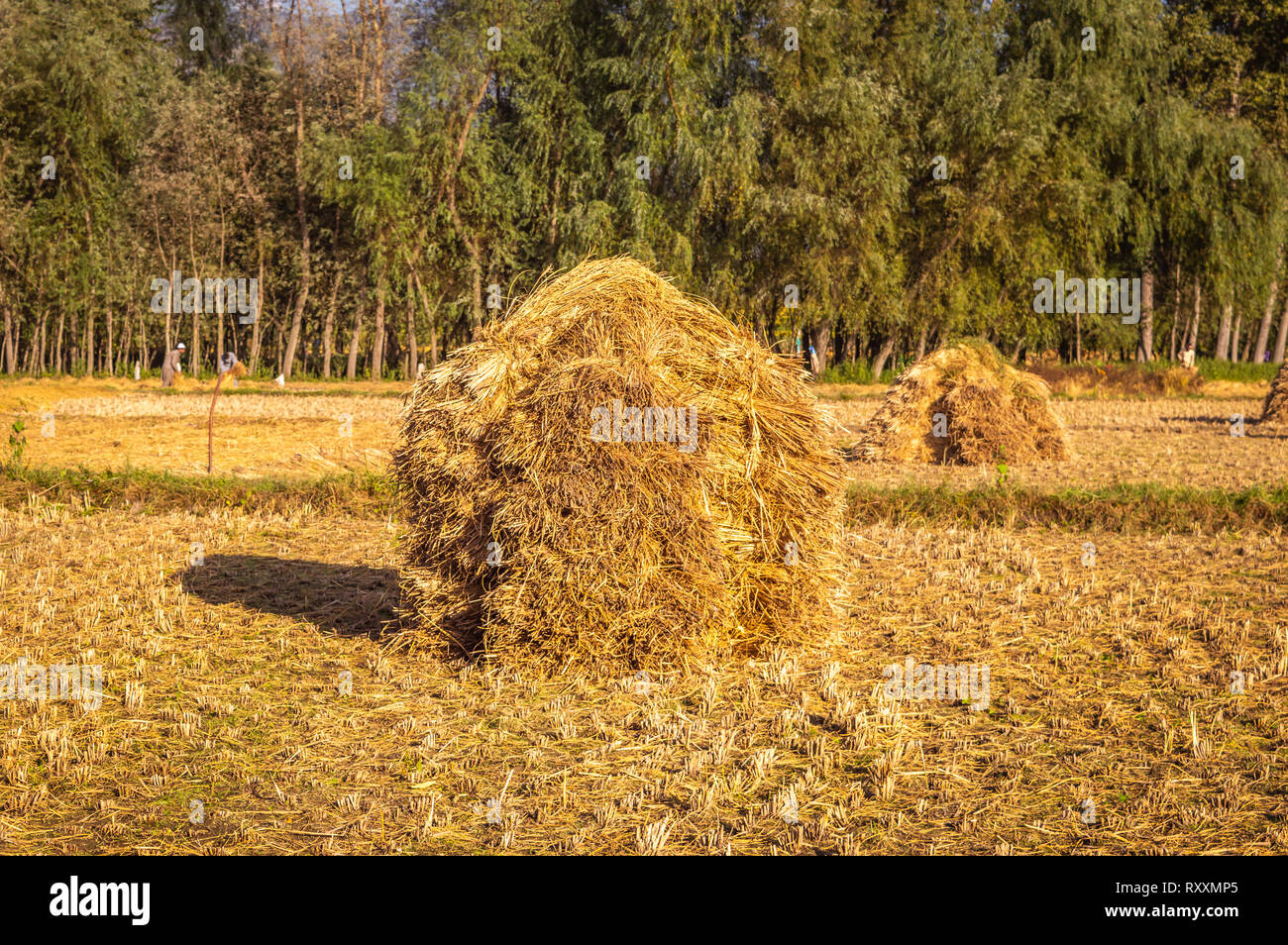 A heap of rice straw hay in paddy field. The rice field at roadside in Kashmir Stock Photo