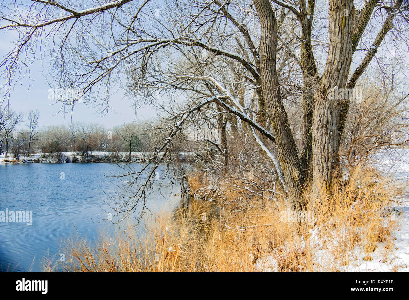 A winter landscape consisting of a lake, dead grasses, snow and trees