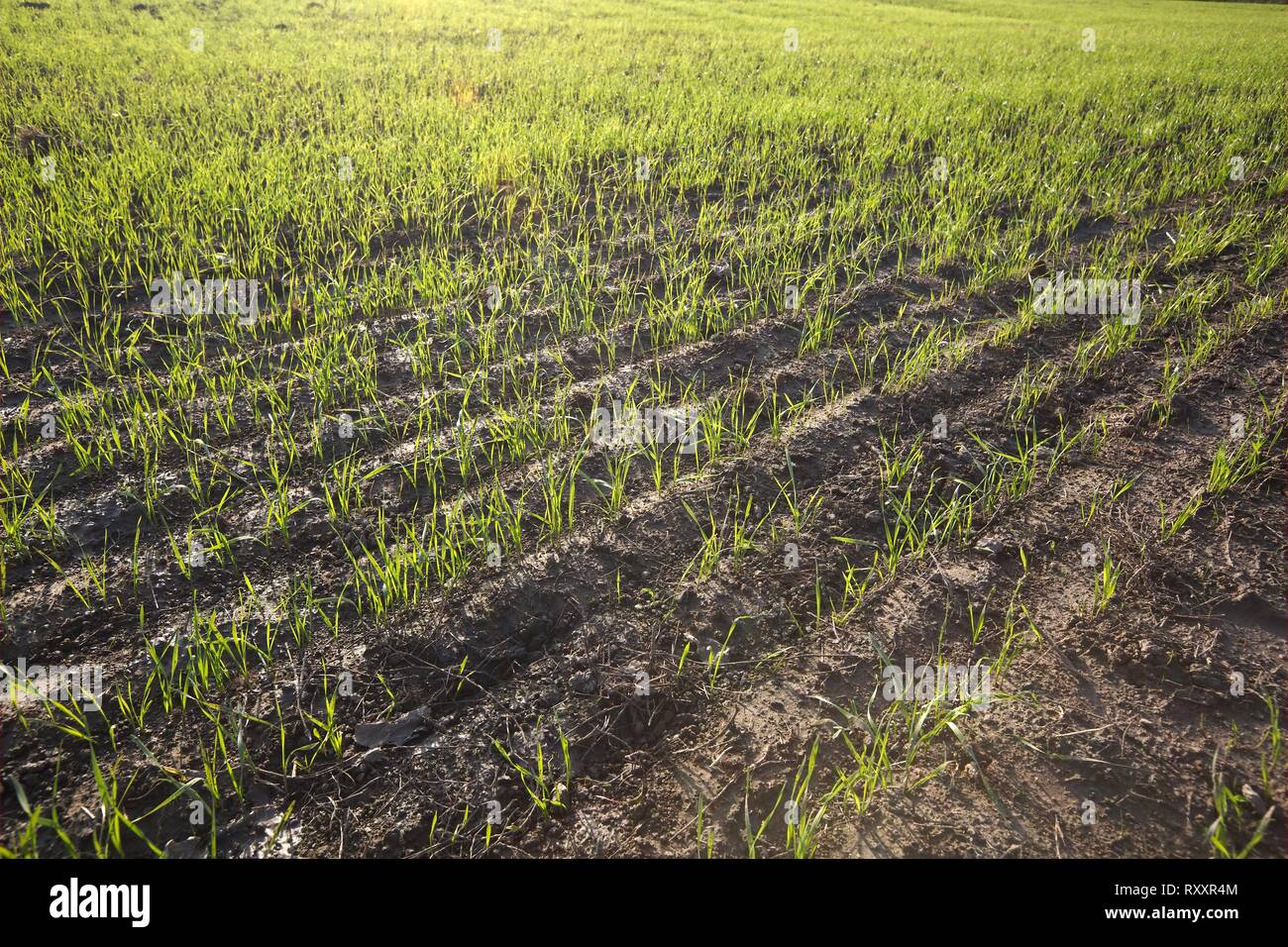 Agricultural field with plants Stock Photo - Alamy