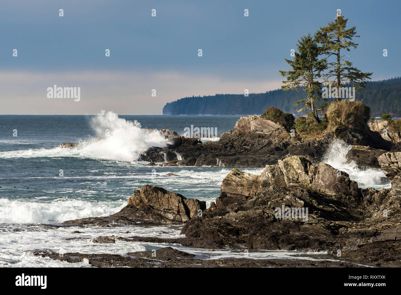 Botanical beach storm hi-res stock photography and images - Alamy