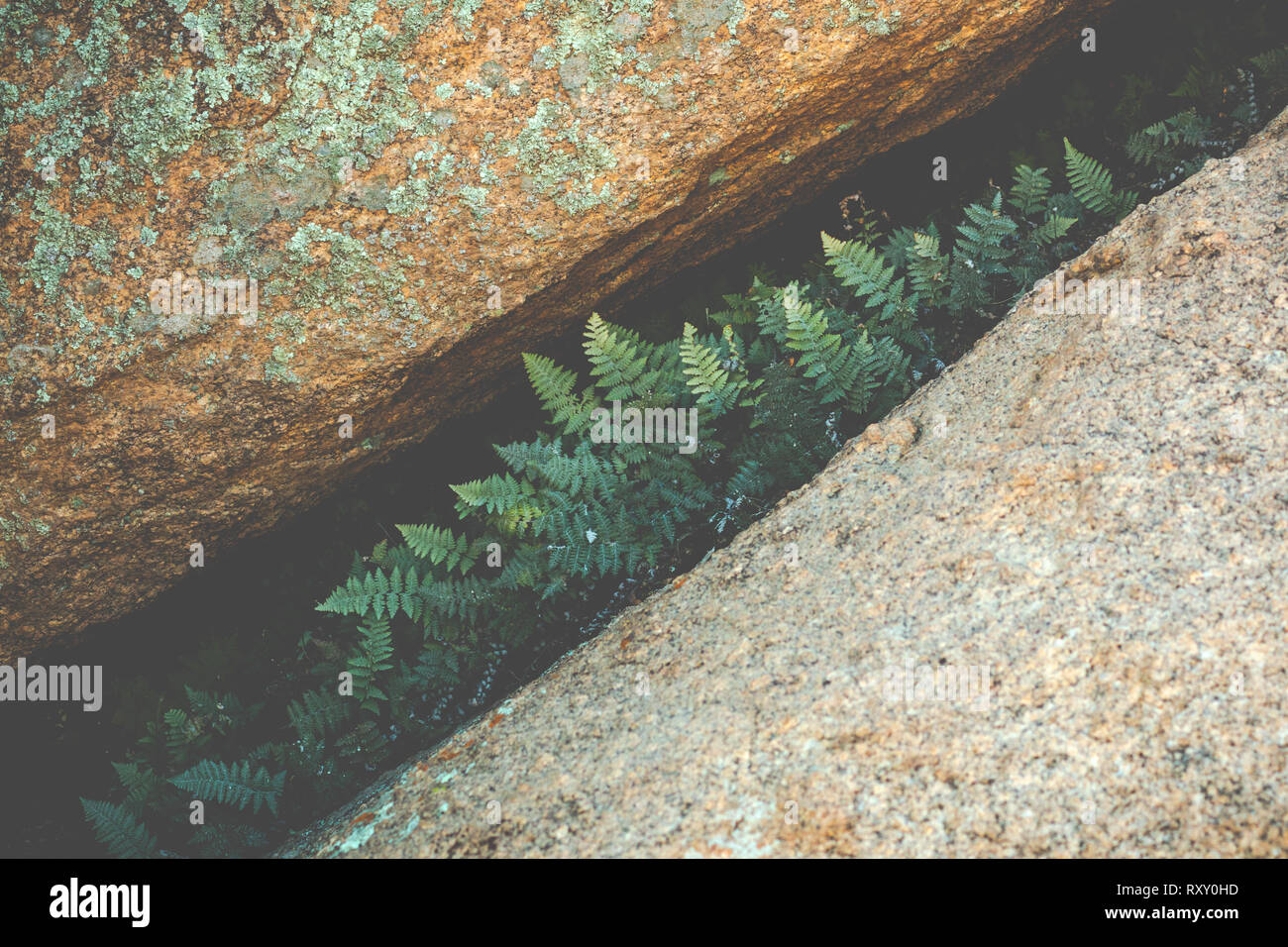 Beautiful wild ferns hi-res stock photography and images - Alamy