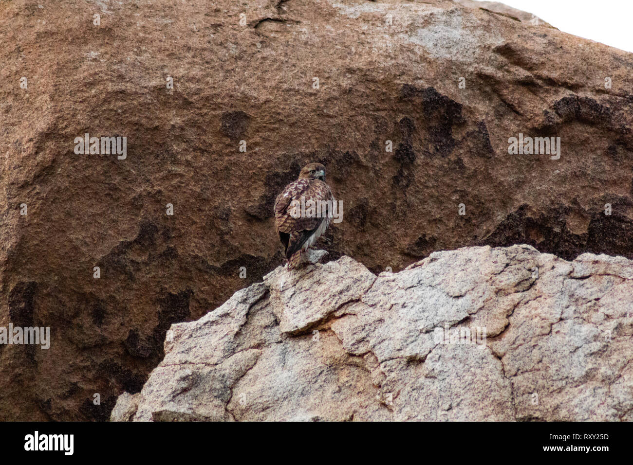 A majestic Red-Tailed Hawk perches firmly on a desert rock. Stock Photo