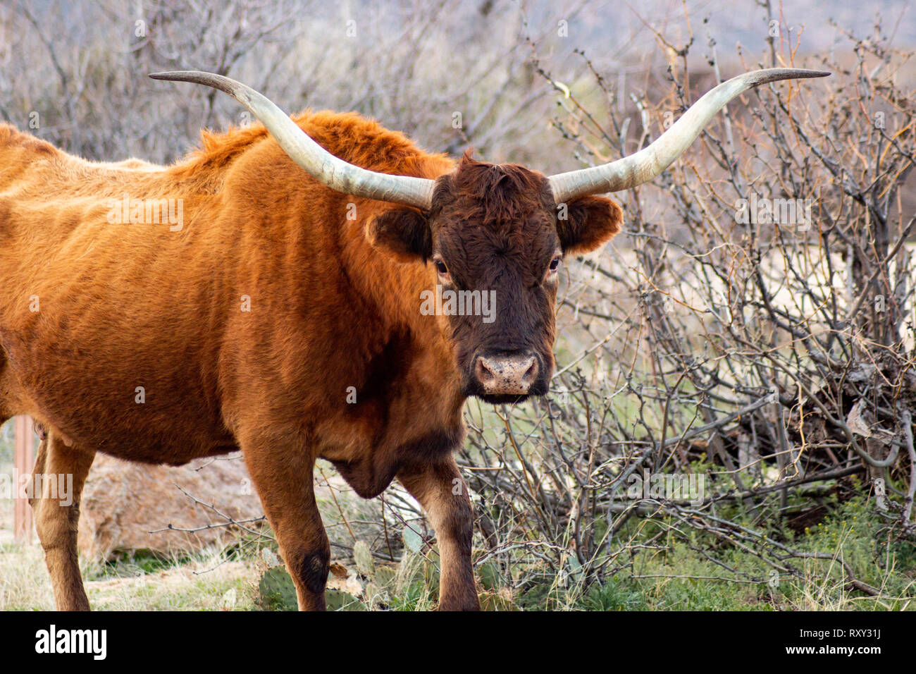Cattle cows ranch arizona hires stock photography and images Alamy