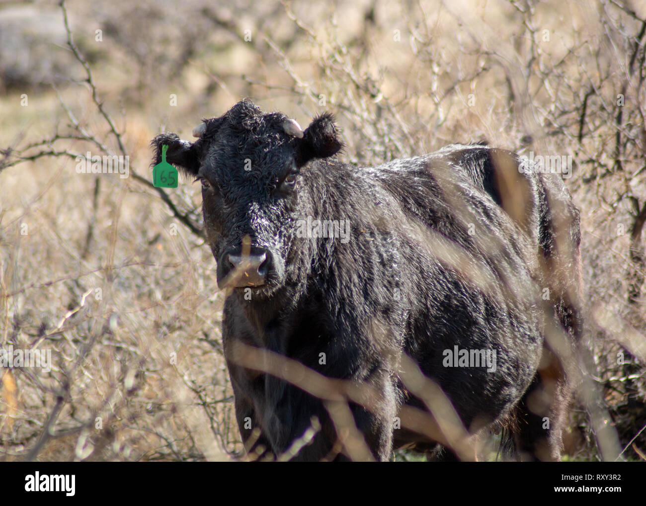 Arizona Ranch Cattle High Resolution Stock Photography and Images - Alamy