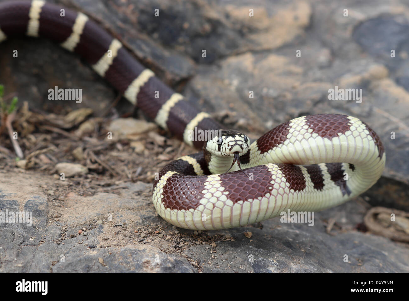 California Kingsnake (Lampropeltis californiae) Banded Stock Photo