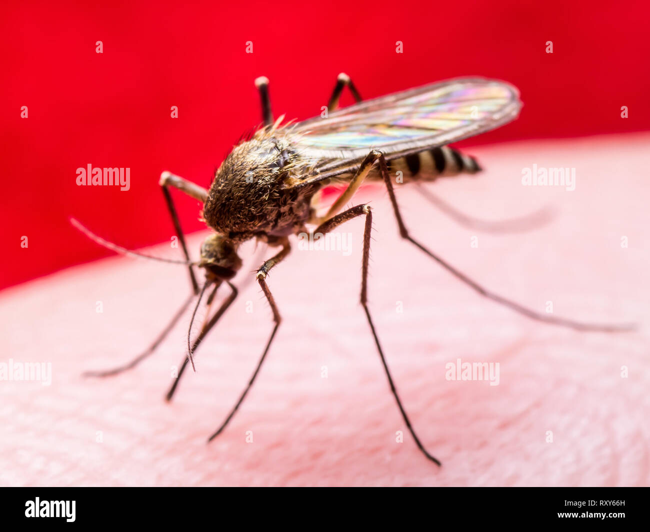 Yellow Fever, Malaria or Zika Virus Infected Mosquito Insect Macro on ...