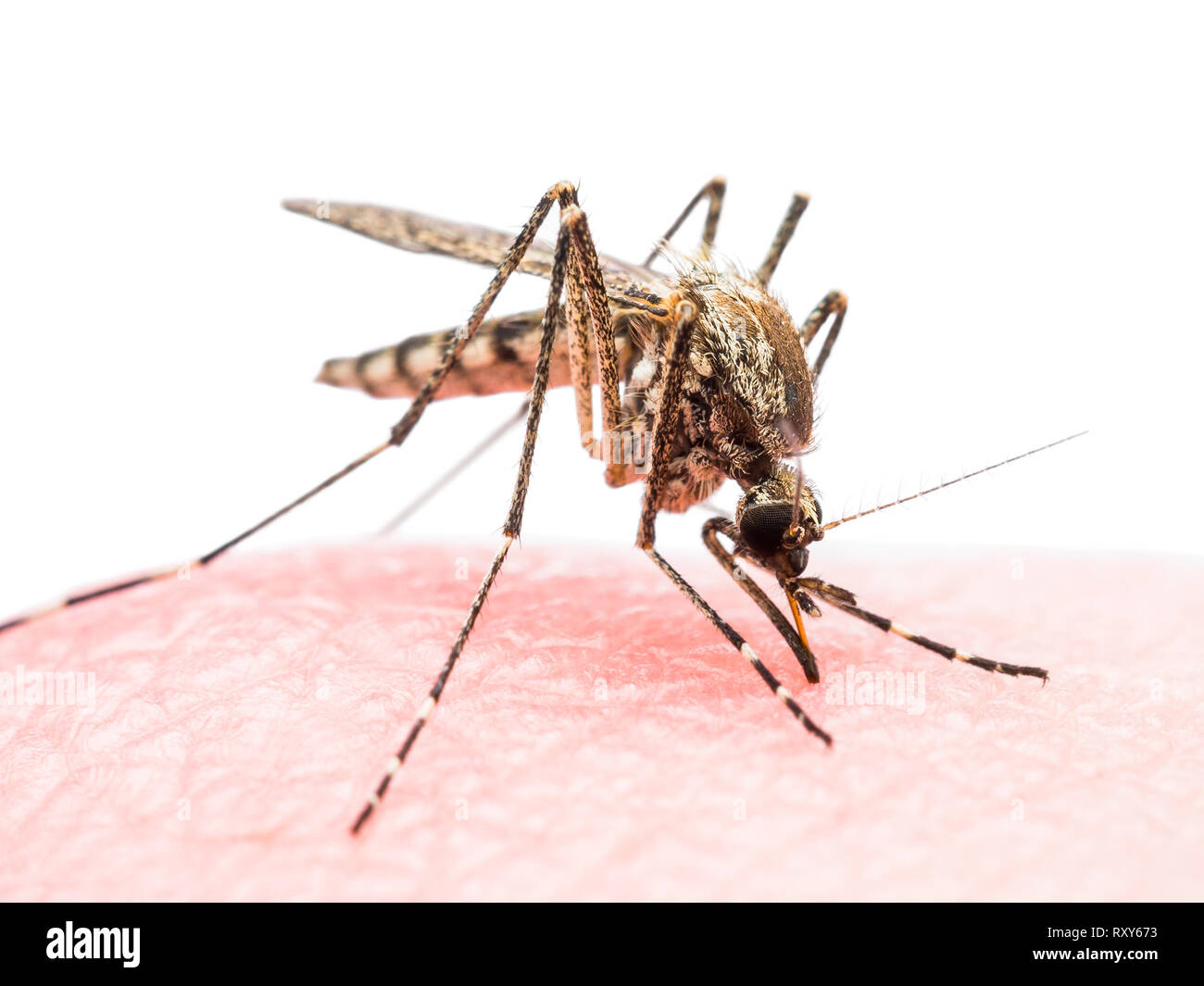 Yellow Fever, Malaria or Zika Virus Infected Mosquito Insect Bite ...