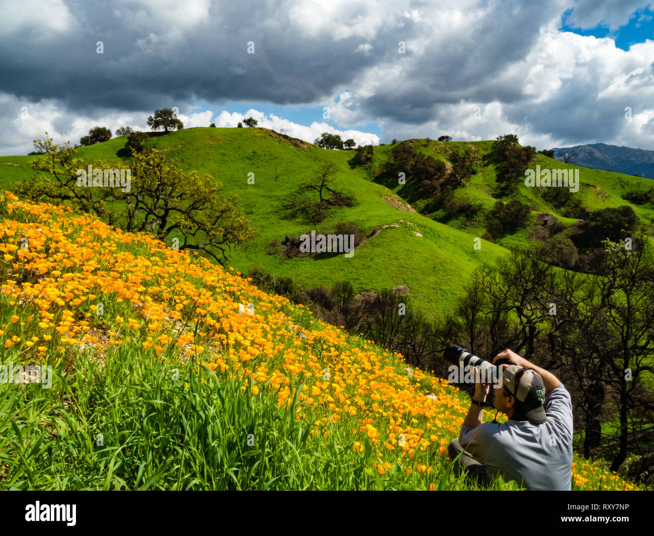 A photographer enjoys the huge fields of California poppies in Malibu Creek State Park, Los Angeles, California after the disastrous Woolsey fire. Stock Photo