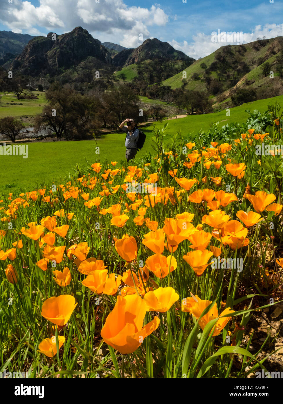 A photographer enjoys the huge fields of California poppies in Malibu Creek State Park, Los Angeles, California after the disastrous Woolsey fire. Stock Photo