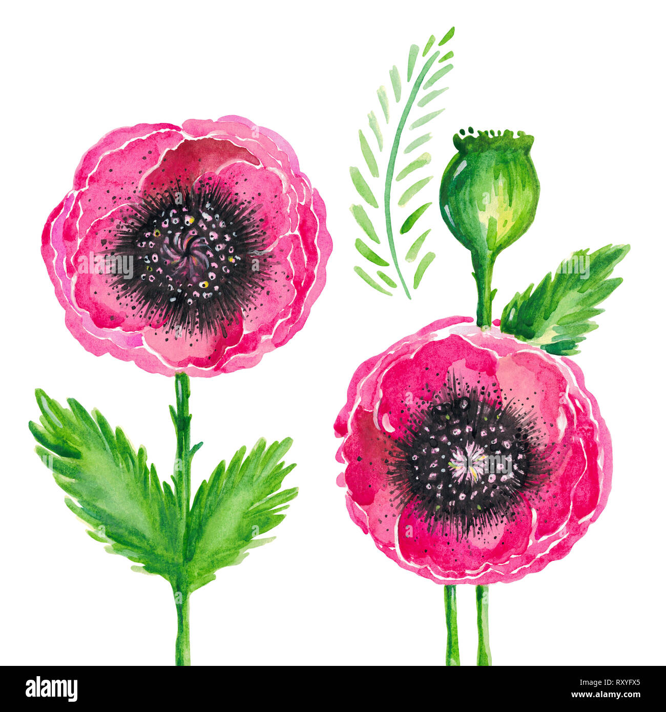 Watercolor illustration of red flowering poppies stem green leaves ...